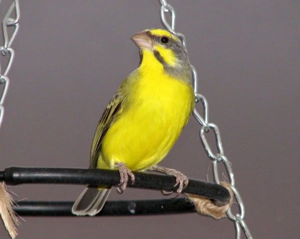 Canários Moçambique