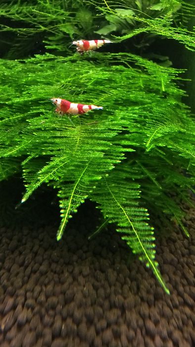 50x Red Bee PRL Krewetki Caridina