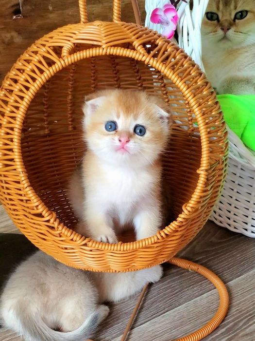 Ручные малыши. Котята золотая шиншилла.