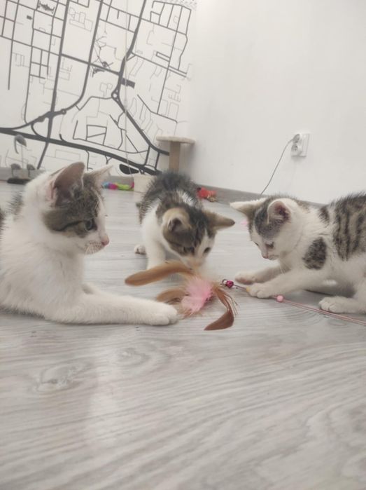 Kot Kotka do adopcji 11 tygodni