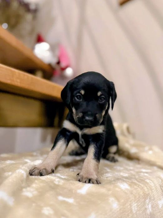 Za darmo - Oddam szczeniaczki