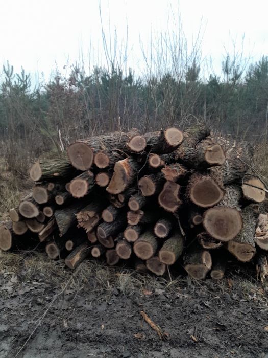 Drewno opałowe kominkowe dąb brzoza sosna