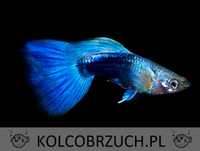 Gupik odmiana BLUE NEON - Poecilia reticulata - dowozimy, wysyłamy