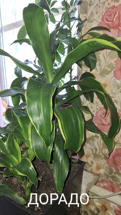 Кімнатні рослини/квіти/цветы