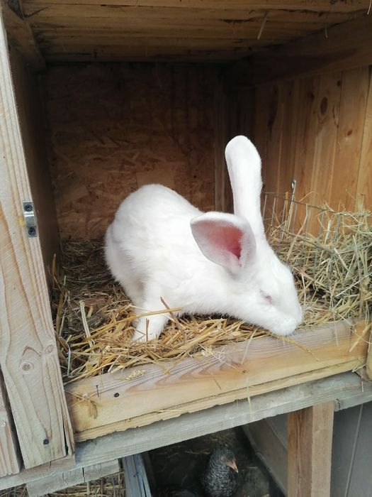 Króliki belgijskie 3samice 1 samiec i 3 mlode