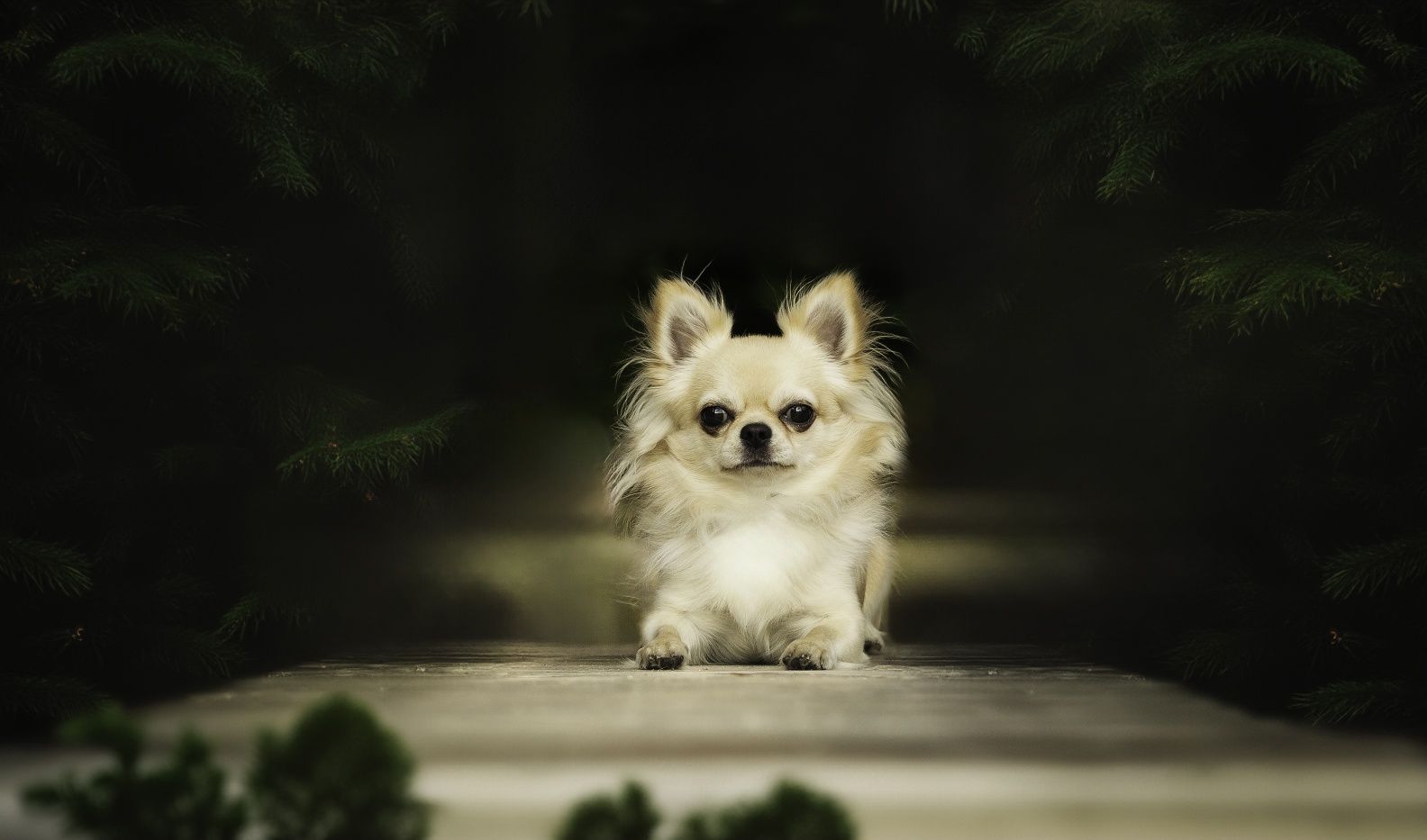 Chihuahua długowłosy reproduktor FCi ZKwP