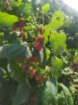 Sprzedam maliny.