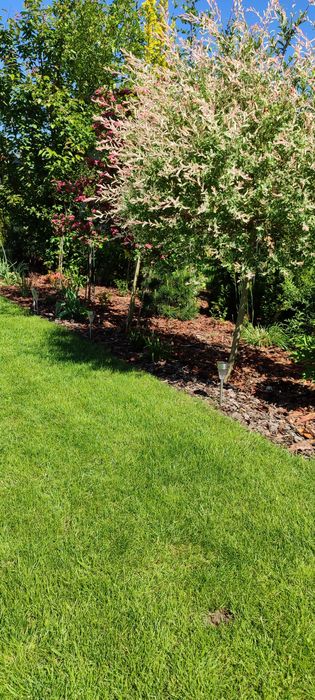 Witam, sprzedam korę sosnowa