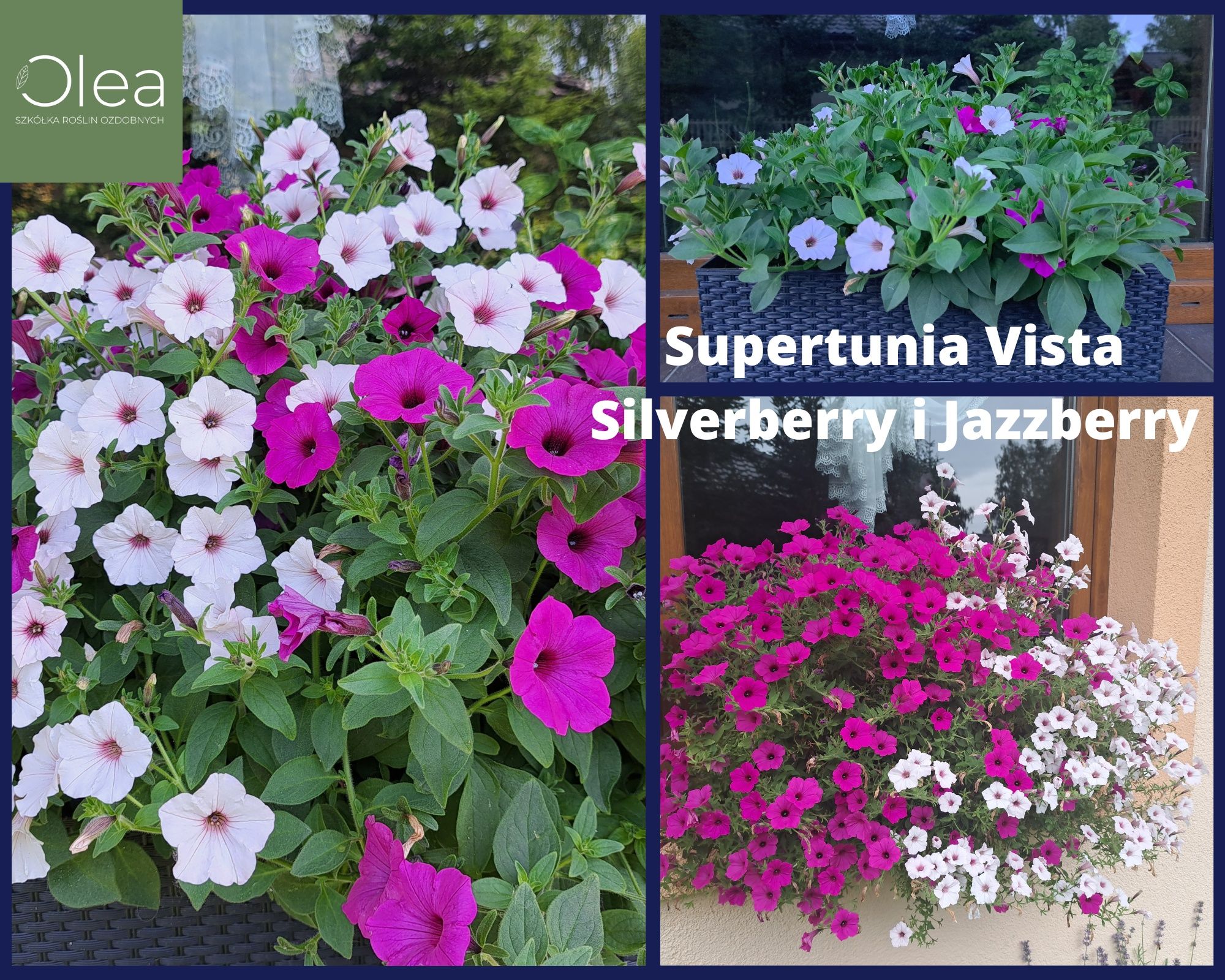 Supertunia™ VISTA™ i MiniVISTA™