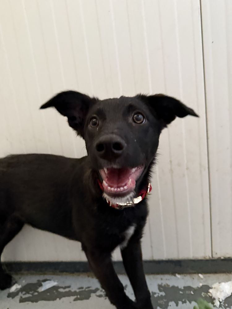 Cachorro 3 meses para adoção