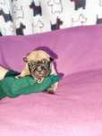 Buldog francuski buldogi francuskie ZKwP FCI
