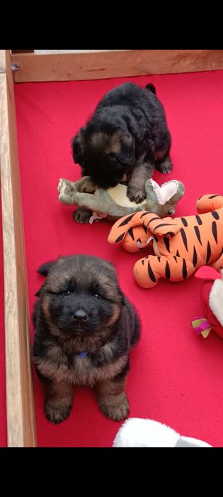 Цуценята ловгошерсної нім.вівчарки.