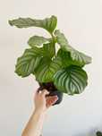 Conjunto Calatheas