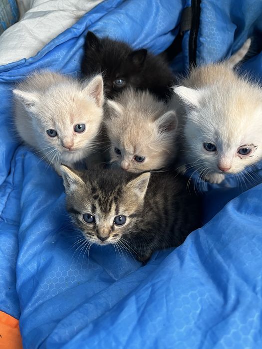Віддам в добрі руки кошенят. Три хлопчика та дві дівчинки