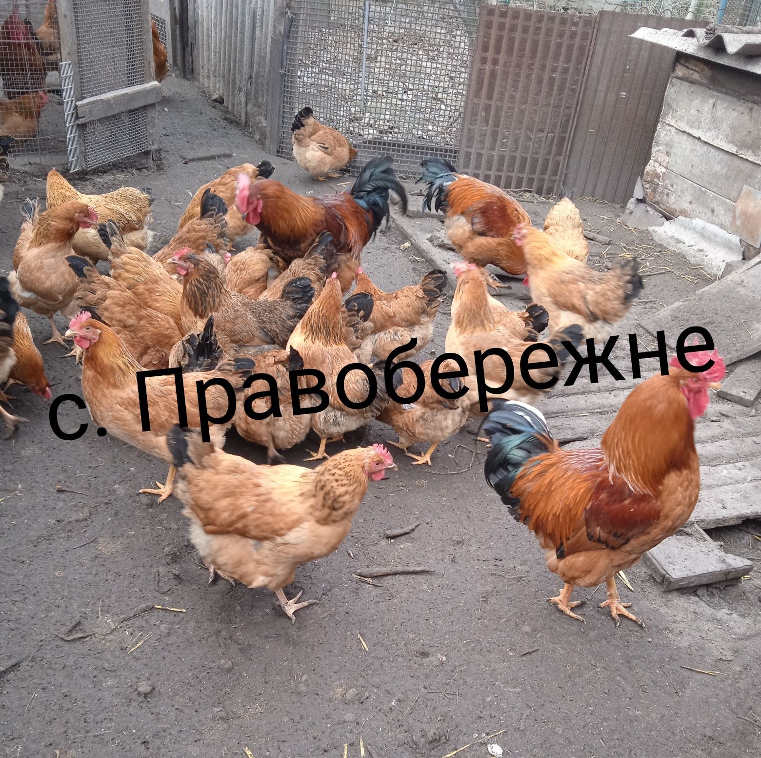 Інкубаційне яйце Кучинської Ювілейної