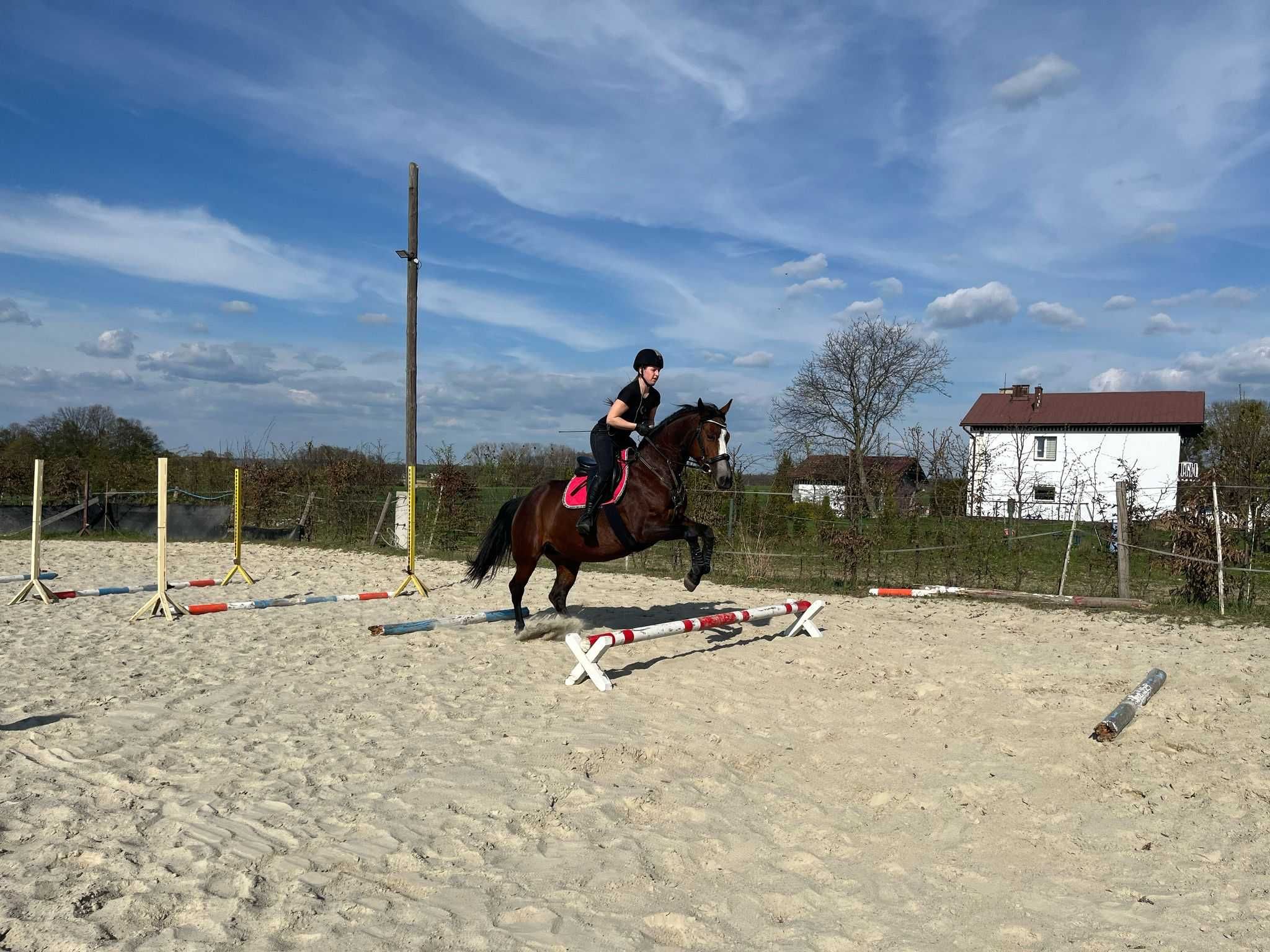 Sprzedam klacz rasy SP