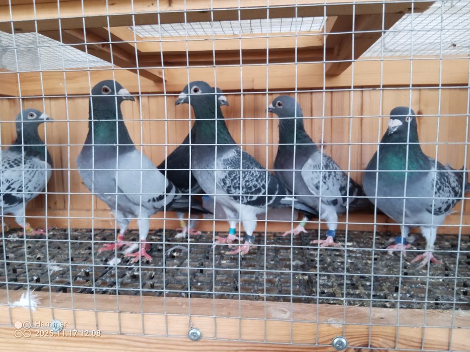 Sprzedam gołębie pocztowe zagraniczne Ro