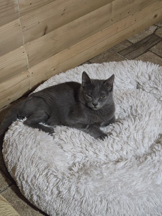 Котенок -девочка  метиска русской голубой ищет семью