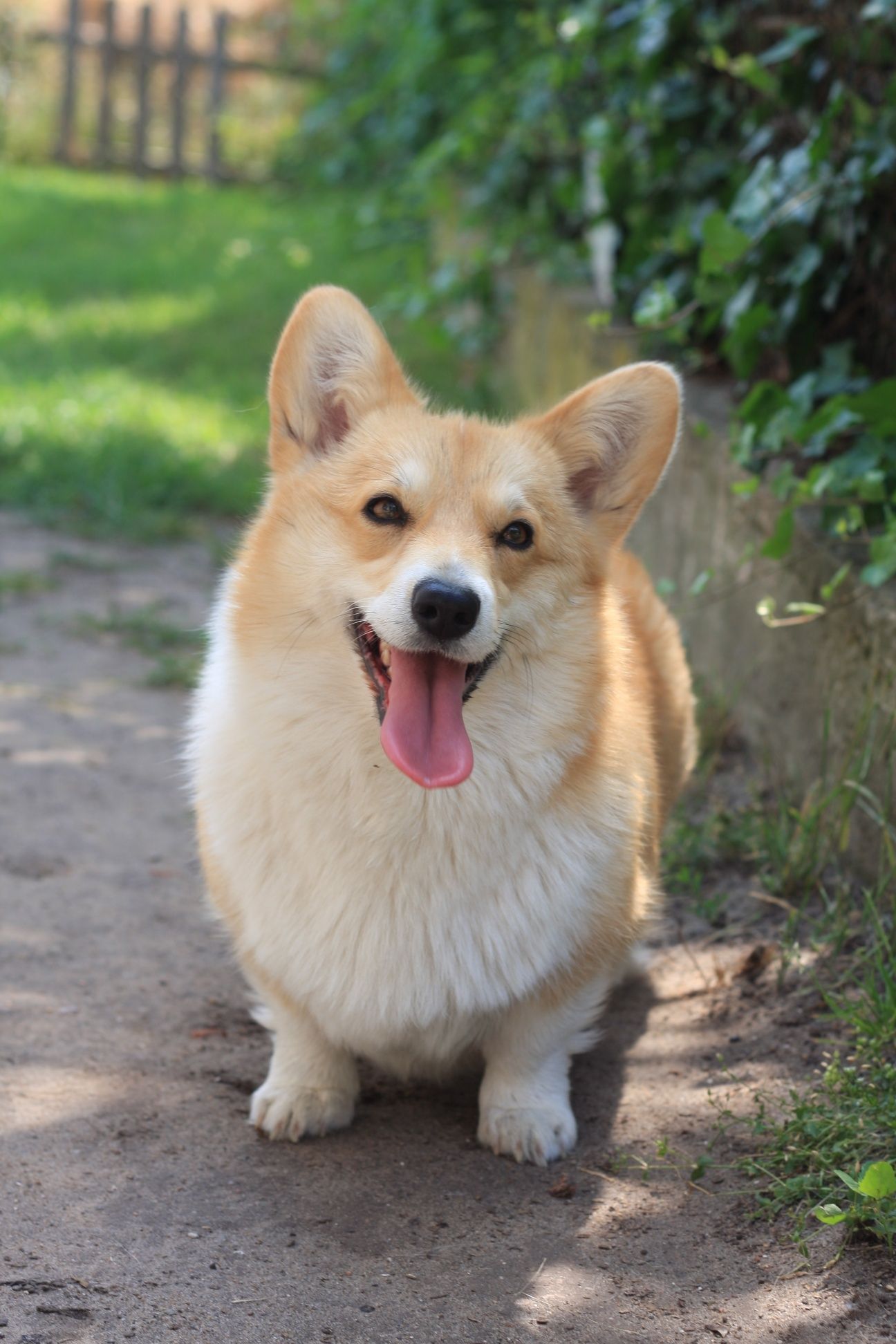 Welsh Corgi Pembroke suczka