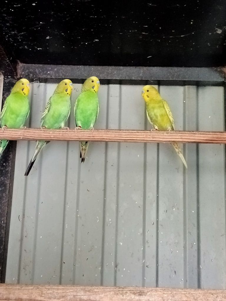 Periquitos deste ano