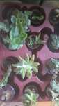 Plantas suculentas