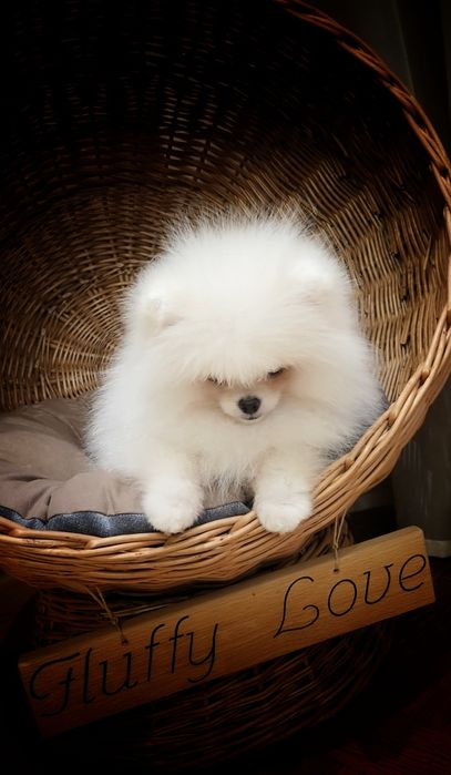 Маленький світлий комочок щастя! Дуже ніжний і грайливий, обожнює діто