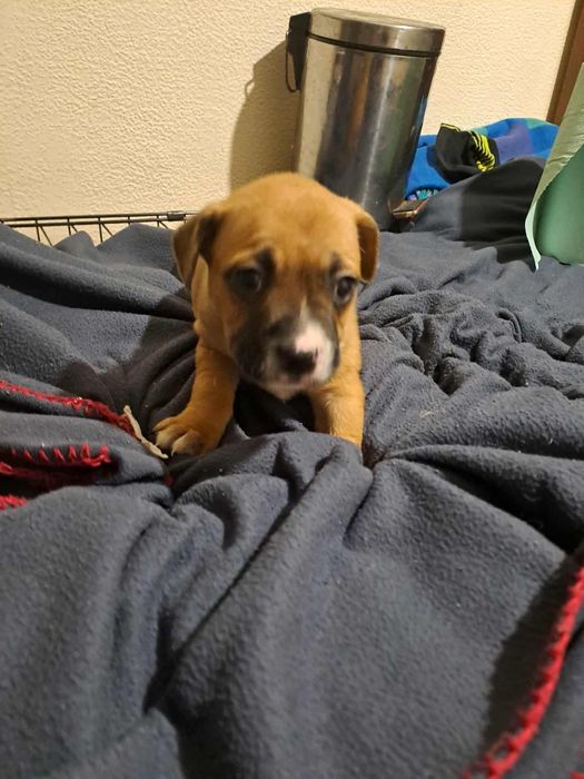 Отдам щенков в хорошие руки