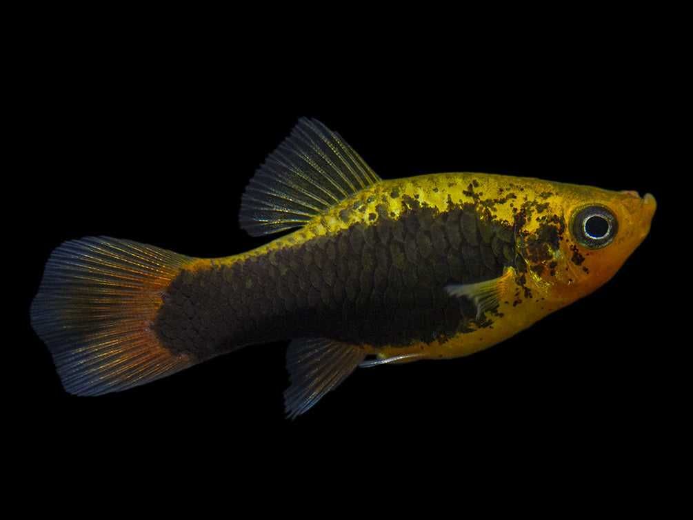 Zmienniak wielobarwny odmiana HAWAII - Xiphophorus variatus - dowóz