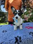 Welsh corgi pembroke szczenię ZKWP FCI