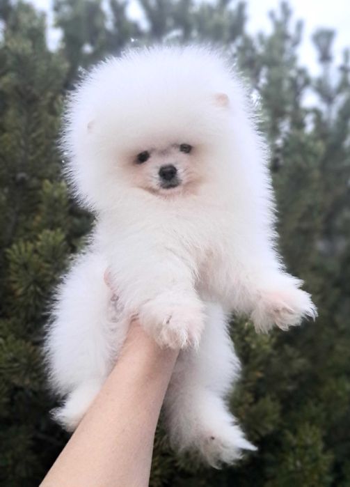 Белоснежная красотка, небольшого размера, есть нюанс.