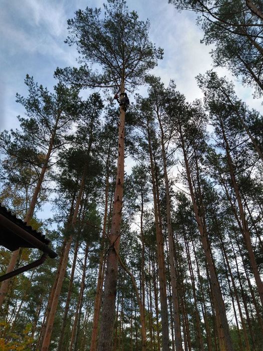 Wycinka i pielęgnacja drzew (trudnych) met. alpinistyczną z uporządkow