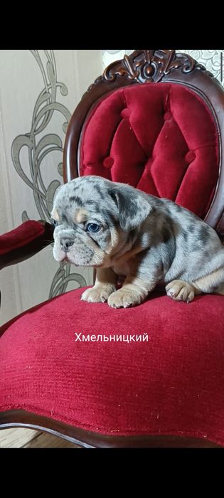 Мерле французский бульдог