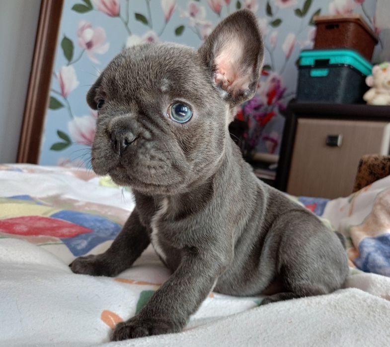 Малыши разных окрасов