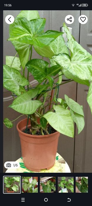 Продам сингониумы(5 видов)