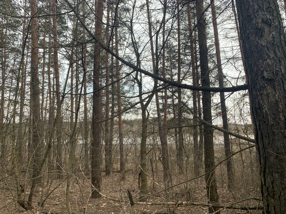 Срочно! Участок Лес Сосны Речка Хлепча 1га под застройку жилого дома