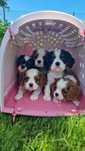Cavalier tricolor i blenheim