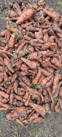 Морква кормова 2грн за кг