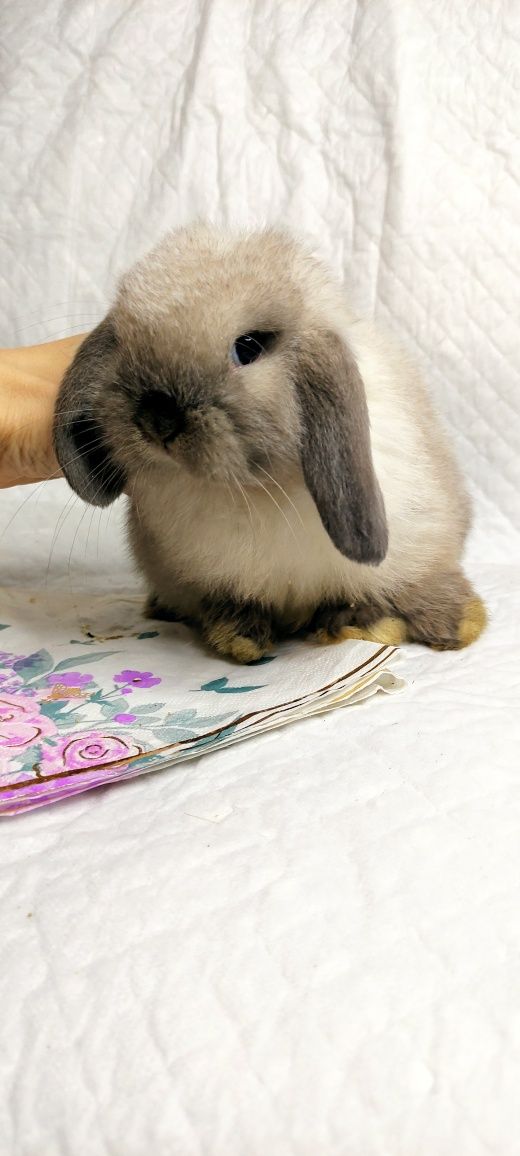 Mini Lop  królik gotowe do odbioru samce