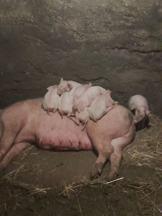 Vendo Leitoes pietra com bisaro