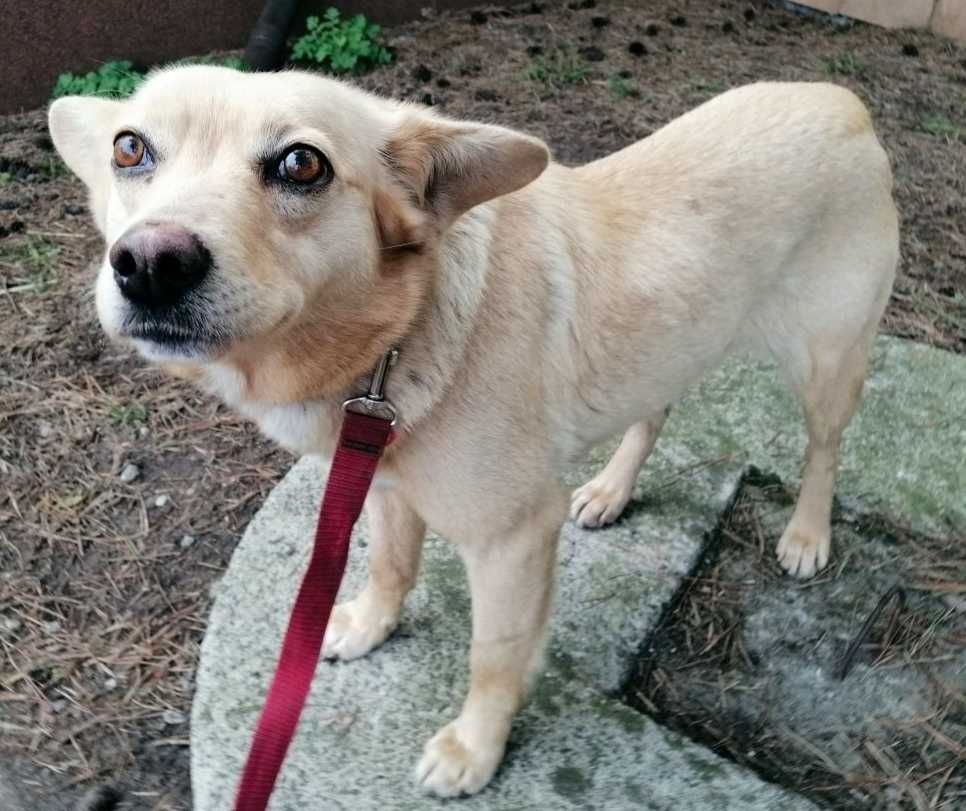 Misia-nieduża (10kg), ULEGŁA, delikatna -możliwy dowóz