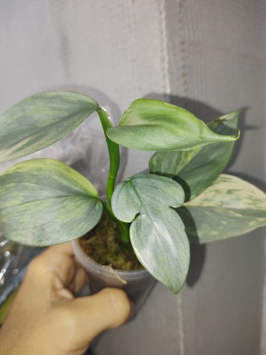 Філолендрон сільвер сворд вар