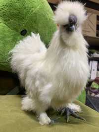 Silkie півник різні кольори