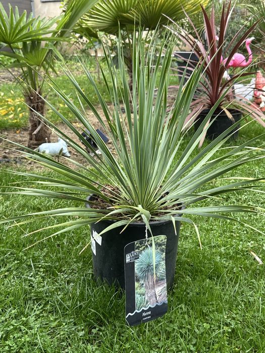 Juka Rostrata - egzotyczna roślina mrozoodporna