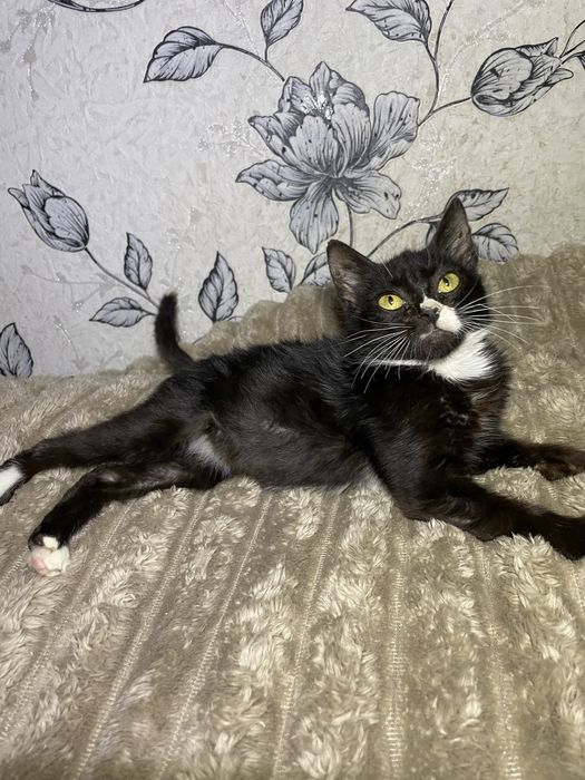 Кіт, кошеня, кошенятко, в пошуках свмʼї