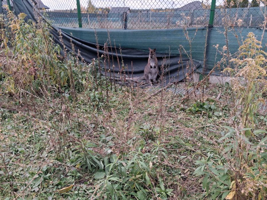 Sprzedam parę kangurów walabia /samica z maluchem w torbie/