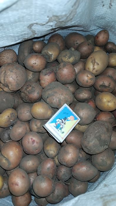 Продам дрібну картоплю