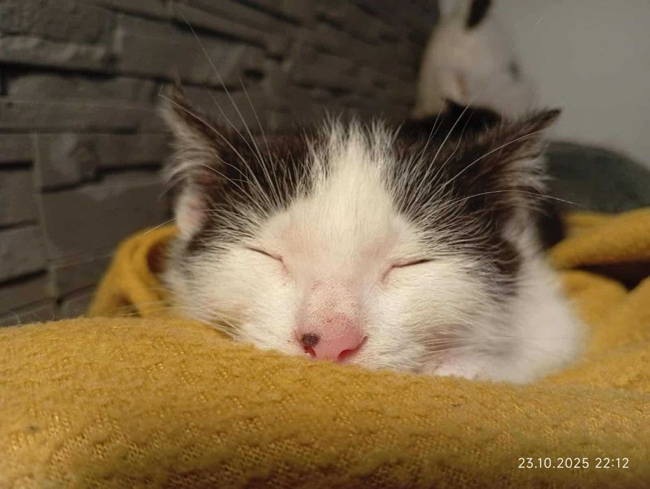 Jestem Jaś, mam 10 tygodni