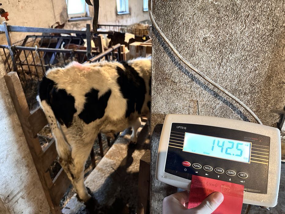 Byczek żarłak bez mleka.