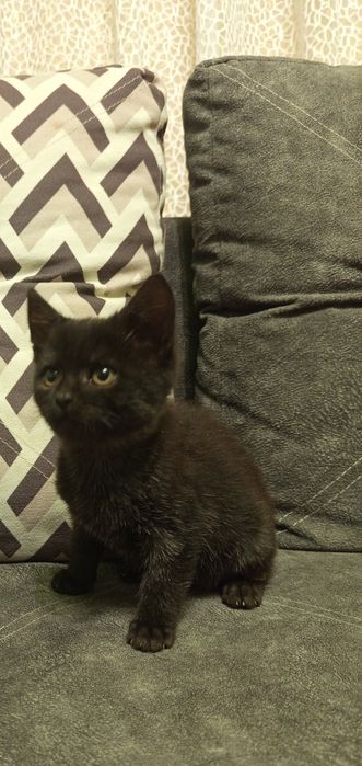 Кішечка  шукає люблячу родину