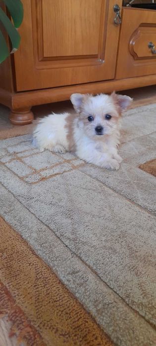 Piękny szczeniaczek mokre